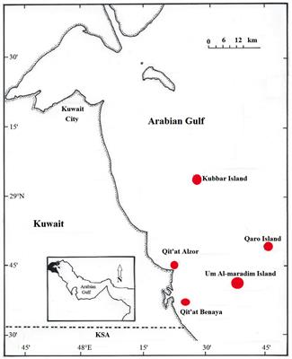 Phage and Nucleocytoplasmic Large Viral Sequences Dominate Coral Viromes from the Arabian Gulf